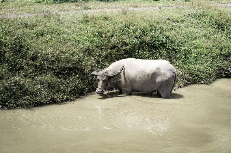 Water buffalo in the river 