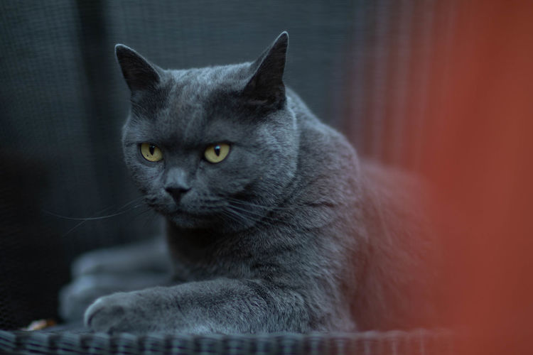 Close-up portrait of a cat