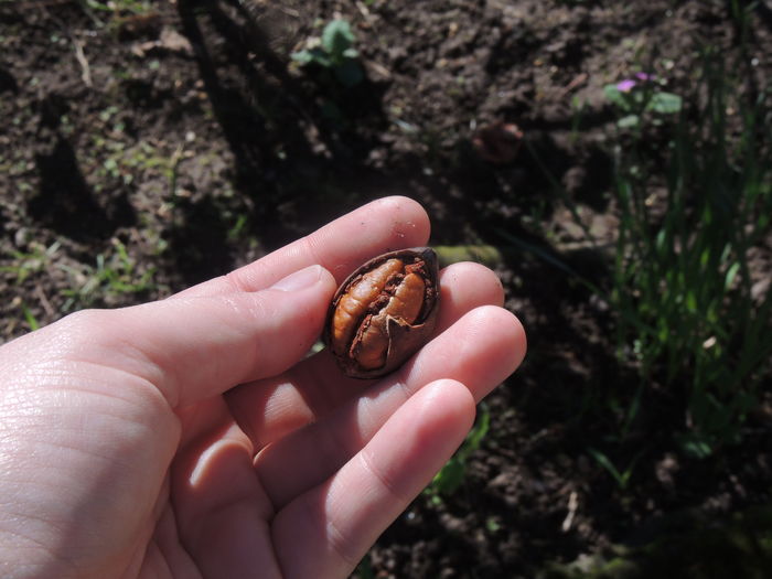 Cropped image of hand holding nut on field