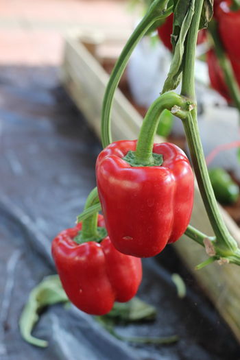 Close-up of red chili peppers on plant