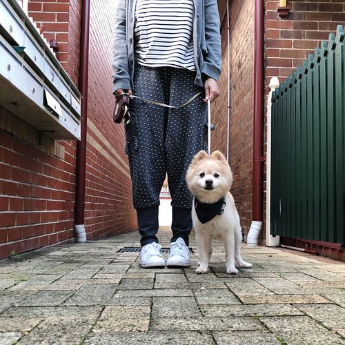 Low section of person with dog standing on footpath