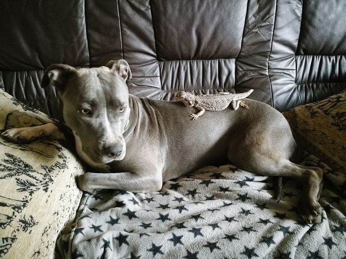 Close-up portrait of dog relaxing on floor