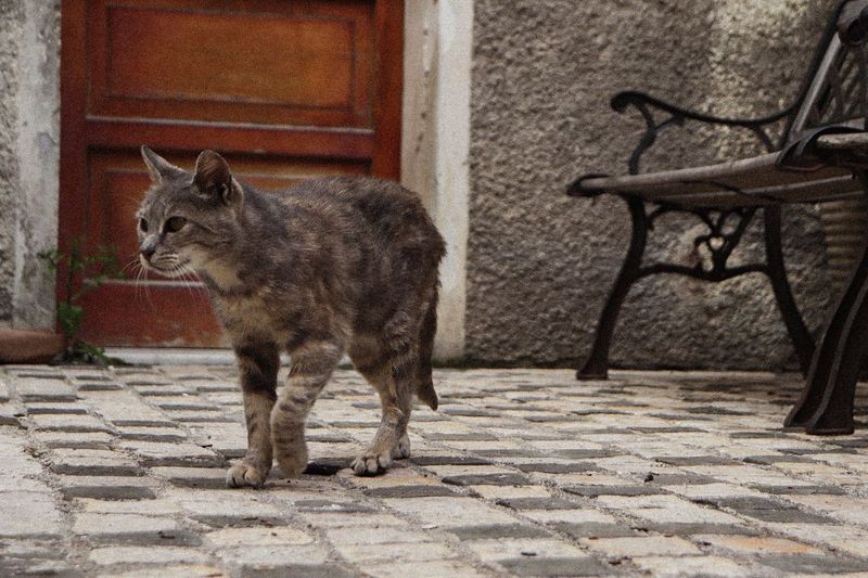 Cat standing on footpath