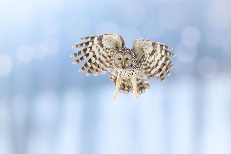 Ural owl flying in mid-air