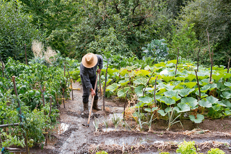 Full body unrecognizable man in checkered shirt and straw hat hoeing wet dirt near green plants after rain on summer day on farm