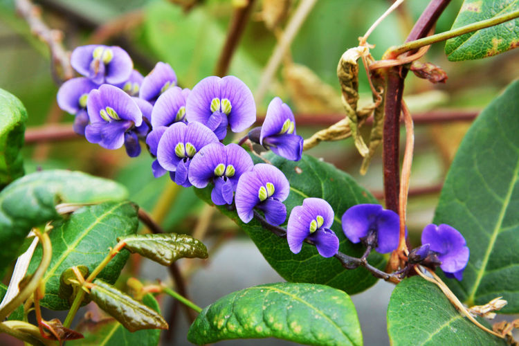 Close-up of purple flowering plant