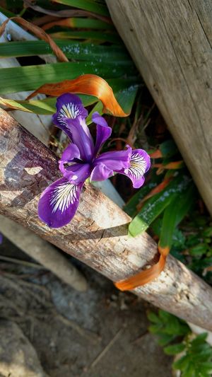 Close-up of purple crocus flowers on wood