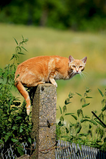 Ginger cat sitting on stake