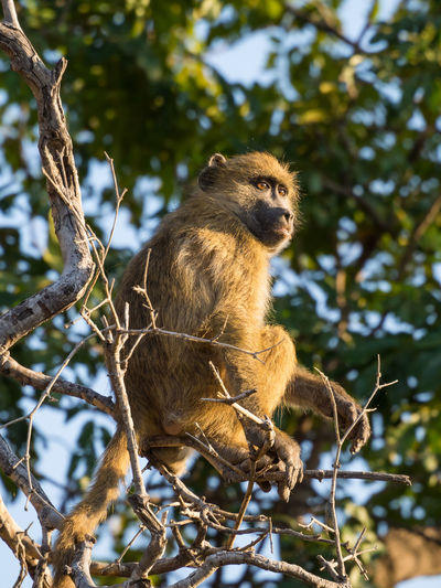 Low angle view of young baboon sitting on tree, chobe national park, botswana