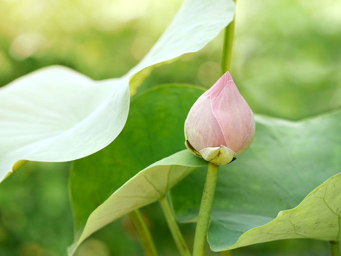 Close-up of lotus flower bud