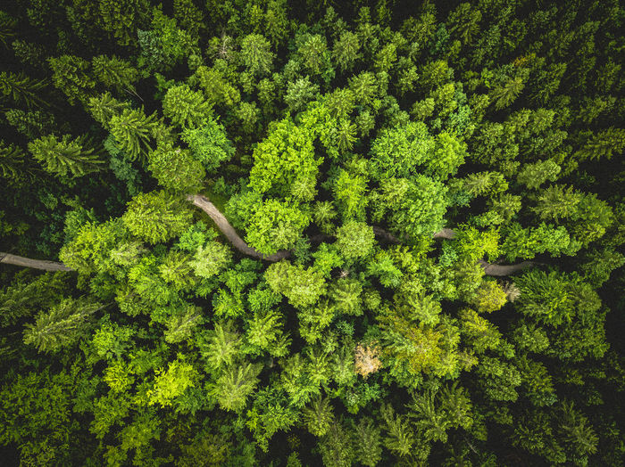 Zigzag path in the forest