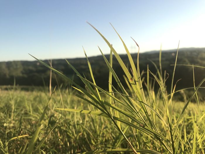 Close-up of grass on field against sky