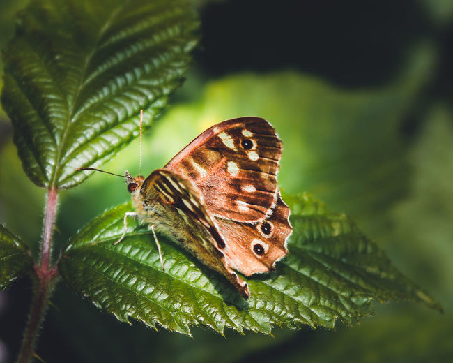 Close-up of butterfly on leaf