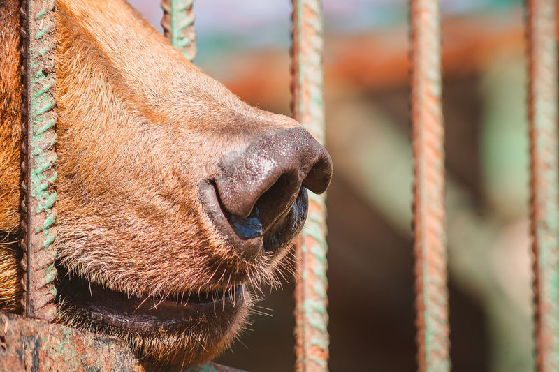 The nose of a brown bear behind the metal bars of a cage close-up. portrait of a wild predatory 