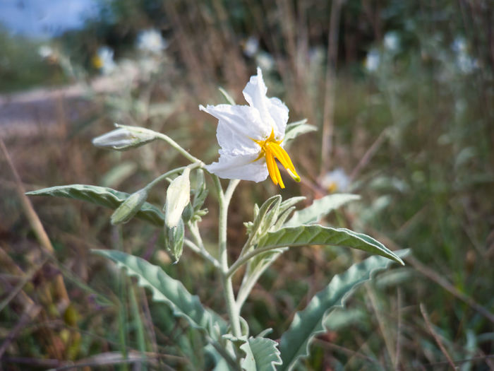 plant