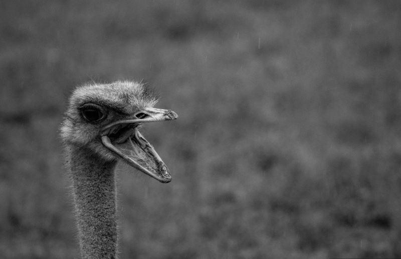 Close-up side view of a ostrich with mouth open in black and white