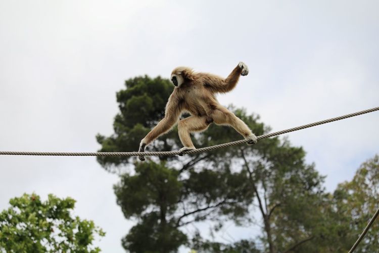 Low angle view of gray langur walking on rope against sky