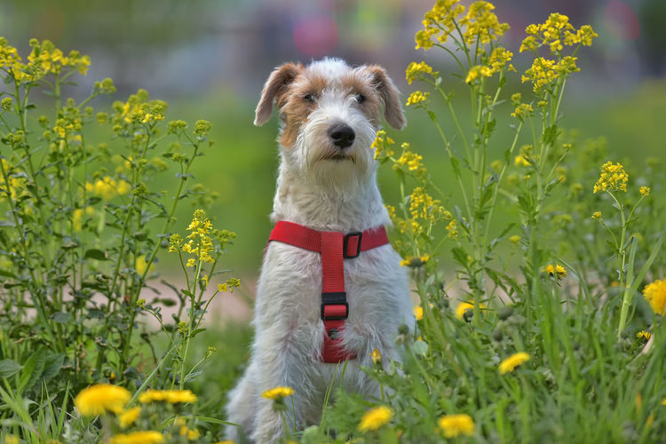 Portrait of dog on field