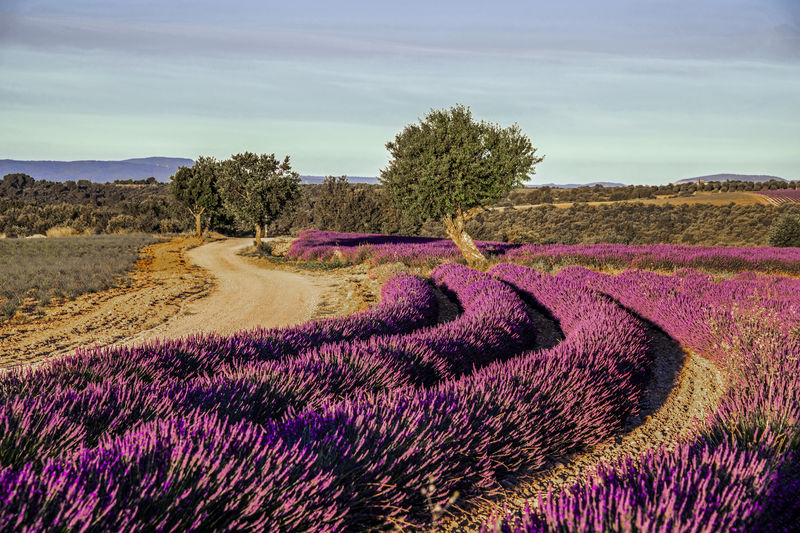 Purple lavender plants in rows making nice colorful shapes and lines in the landscape 