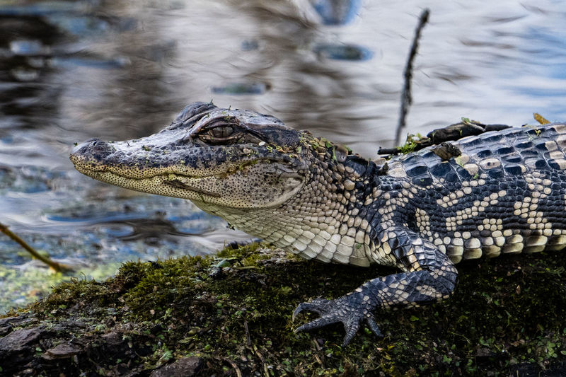 Close up of a juvenile american alligator sun bathing on a moss covered log near a body of water. 