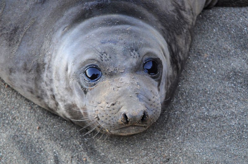 Close-up of seal on beach