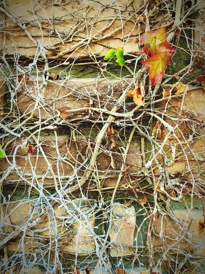 Close-up of plants