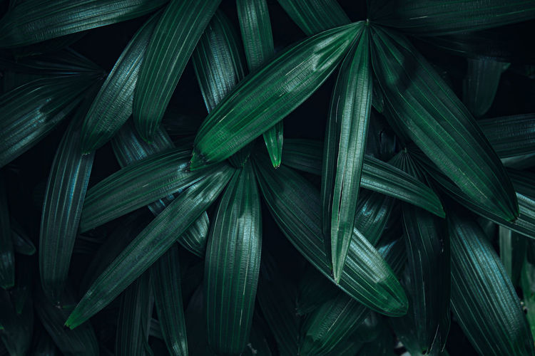 Full frame shot of fresh green leaves