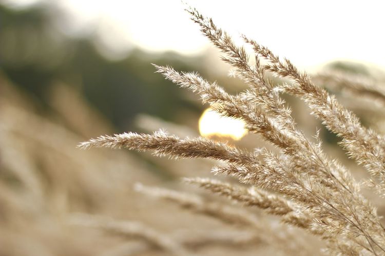Close-up of dry plants on field against sky