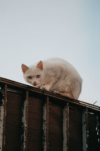 Portrait of a cat looking away against clear sky