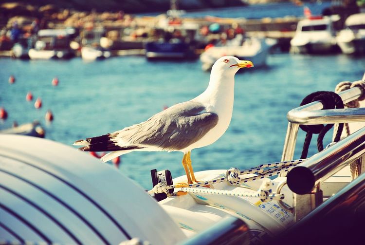 Close-up of seagull perching on sea