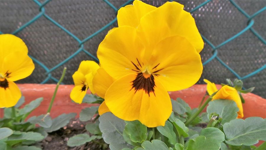 Close-up of yellow pansies blooming by fence