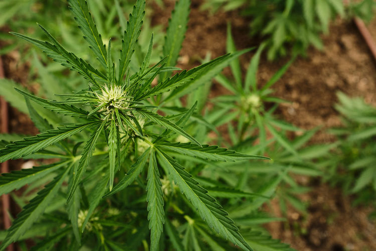 Planting marijuana outdoors in the u.s.