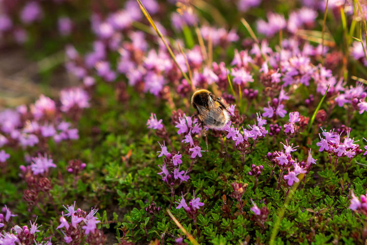 Close-up of insect on purple flower