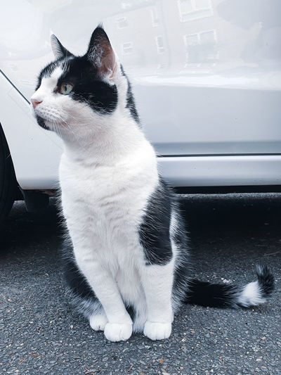 pet