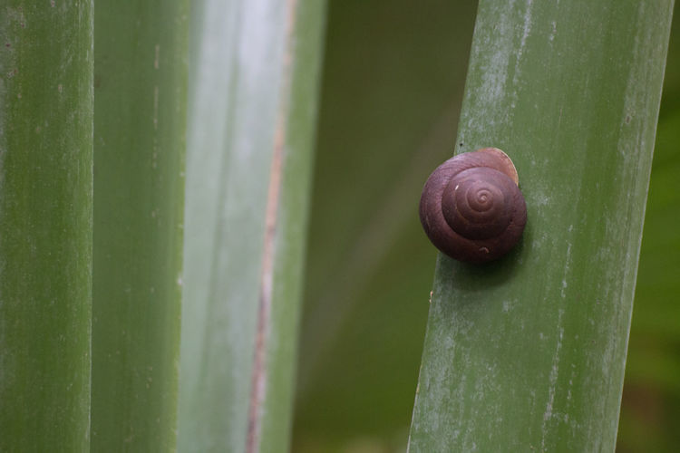 Close-up of snail on green leaf