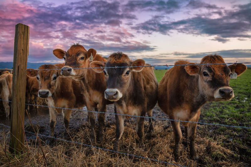Cows enjoying the sunset, arcata, california