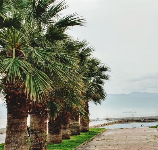 Palm trees by road against sky