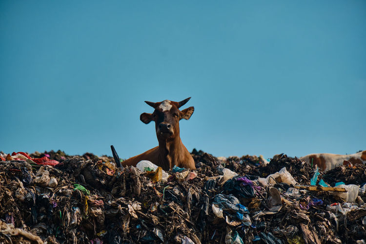 View of an animal on garbage