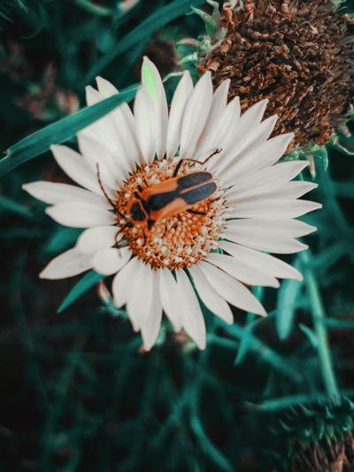 Close-up of white daisy flower