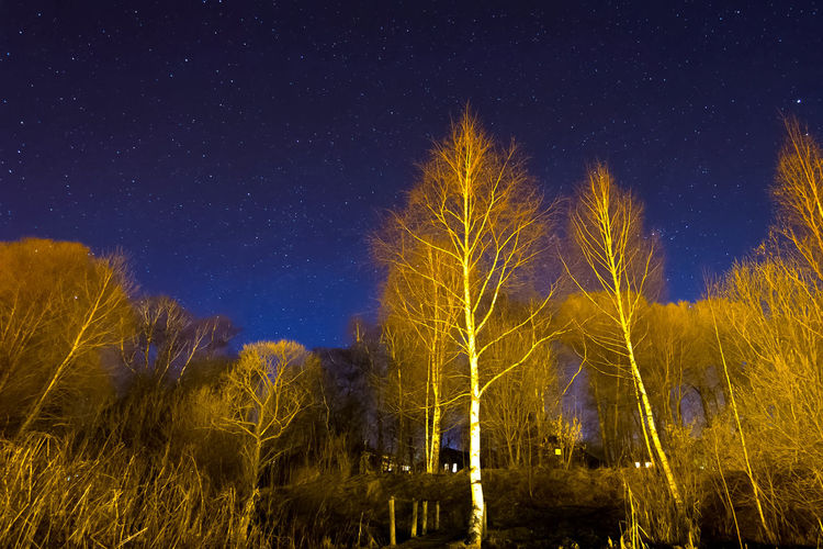 Illuminated trees on field against sky at night