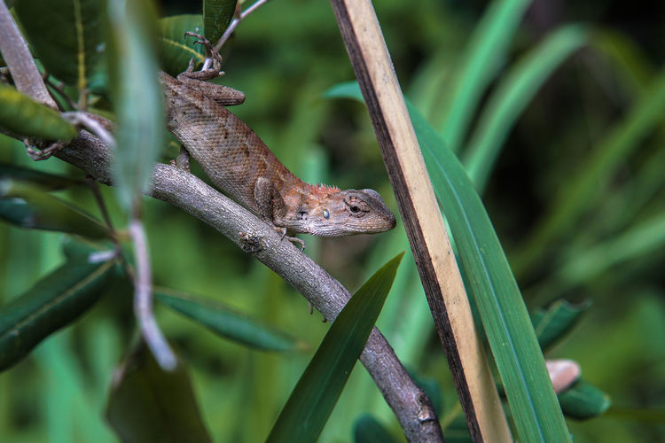 Close-up of lizard on a tree