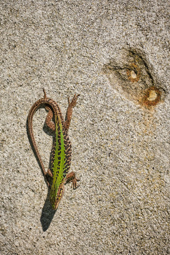High angle view of caterpillar on wall