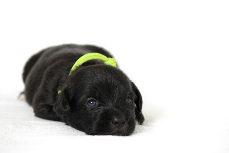 Portrait of cute puppy relaxing on white background