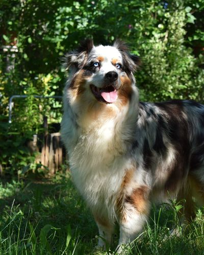 Dog standing in field