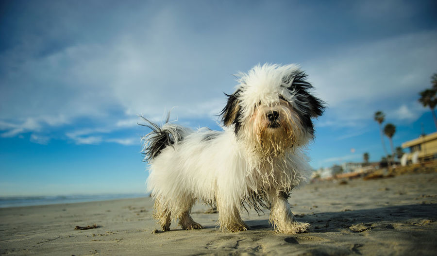 Close-up of dog on beach against sky