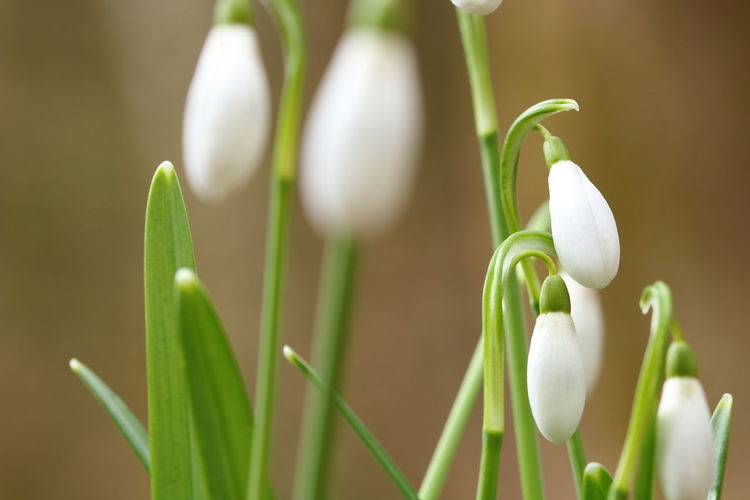 Close up of flowering and blooming snowdrops