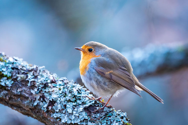 Close-up of robin bird perching on snow