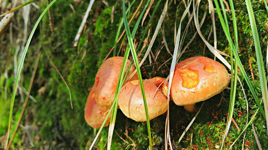 High angle view of wet mushroom on field