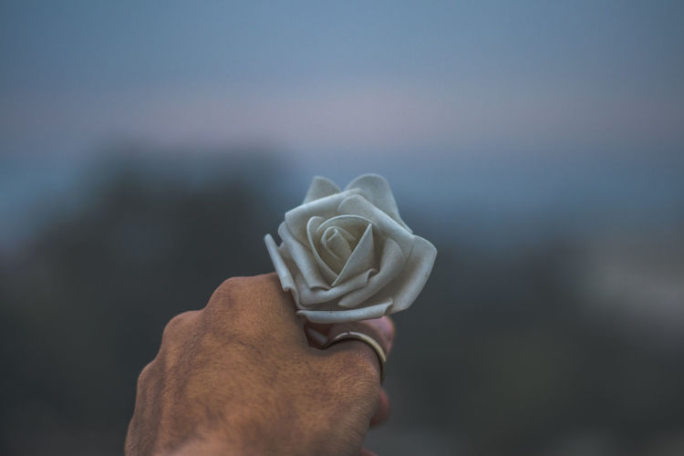 Cropped hand of woman holding rose