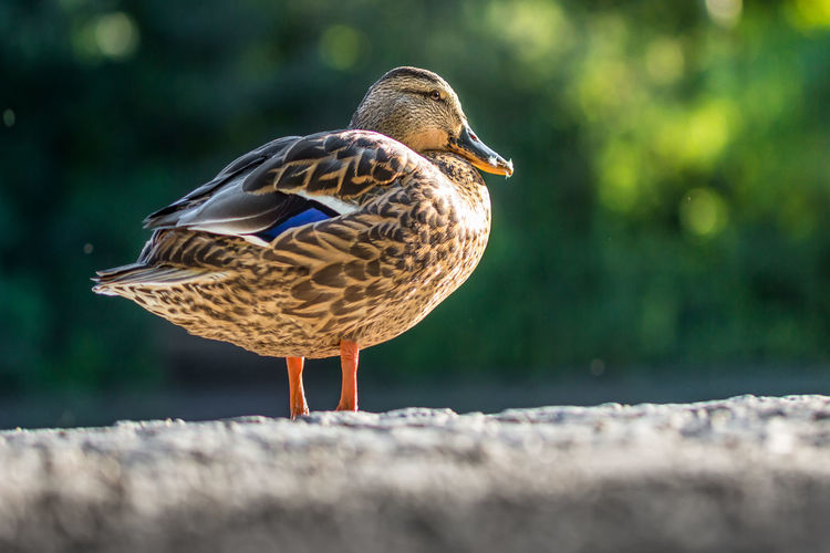 Close-up of a lady duck